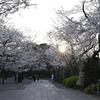 靖国周辺桜⑧
