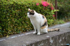 0427足利の寺＠4