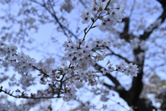 靖国周辺桜⑤