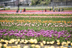 佐倉チューリップフェスタ0416＠3