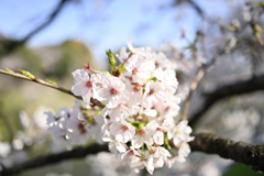 靖国周辺桜③