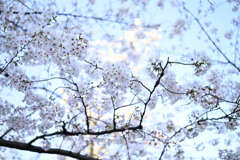 靖国周辺桜⑦