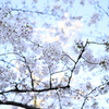 靖国周辺桜⑦