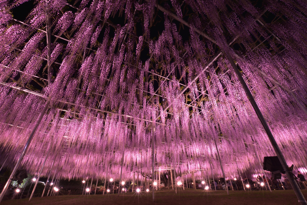 purple  shower  curtain