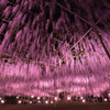 purple  shower  curtain