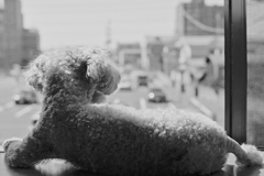 いつもの昼下がり