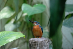 カワセミ