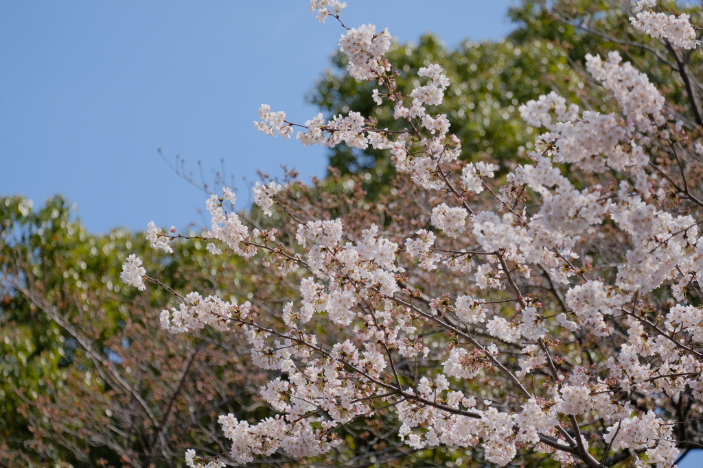 飛鳥山公園　桜③