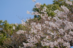 飛鳥山公園　桜③