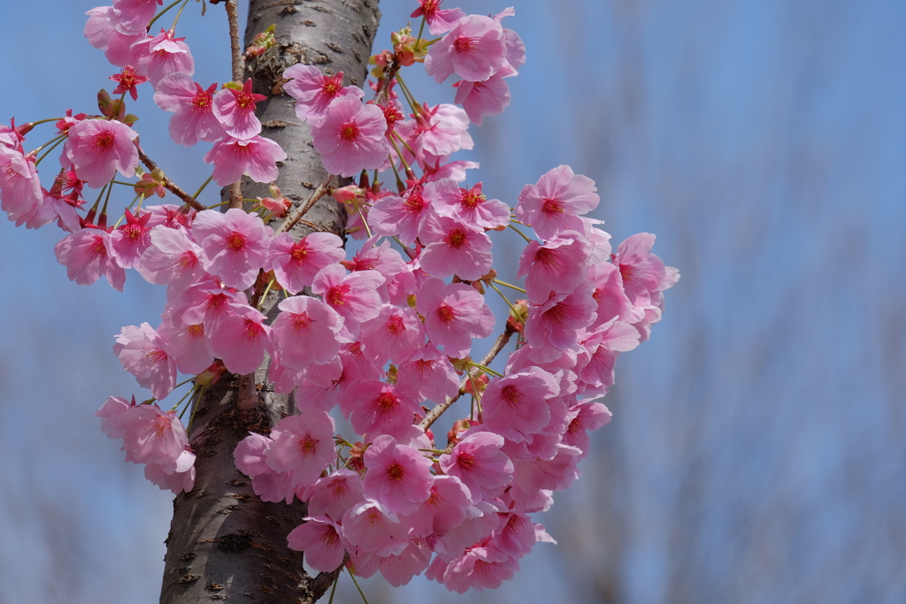 上野の桜