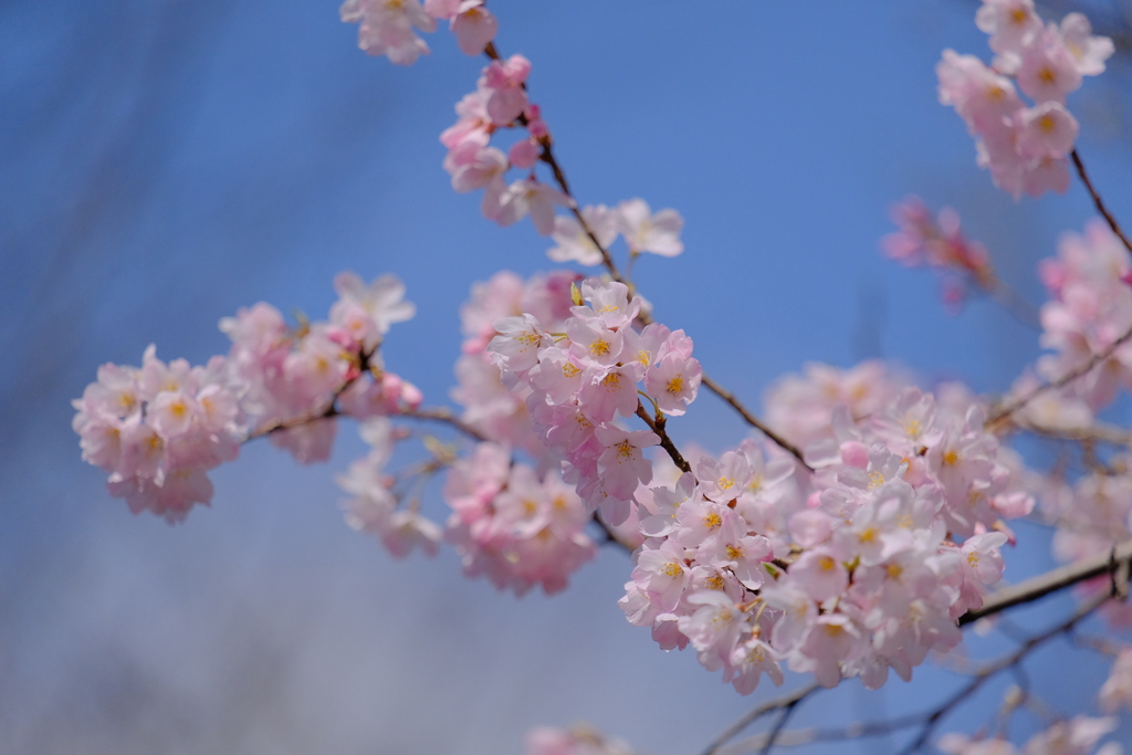 飛鳥山公園　桜②