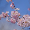 飛鳥山公園　桜②