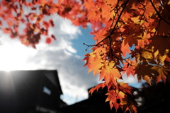 角館 武家屋敷 紅葉