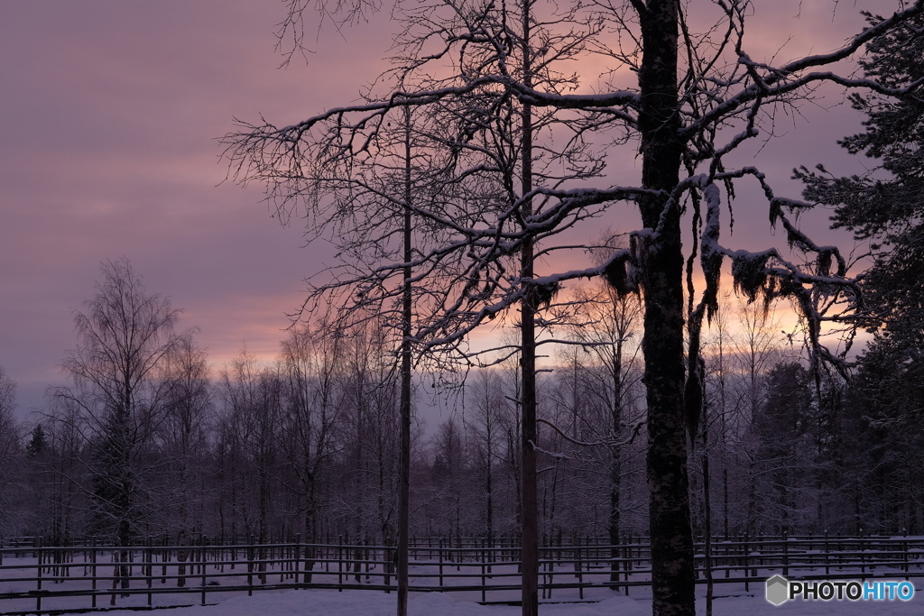 Rovaniemi Ranua Zoo