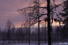 Rovaniemi Ranua Zoo