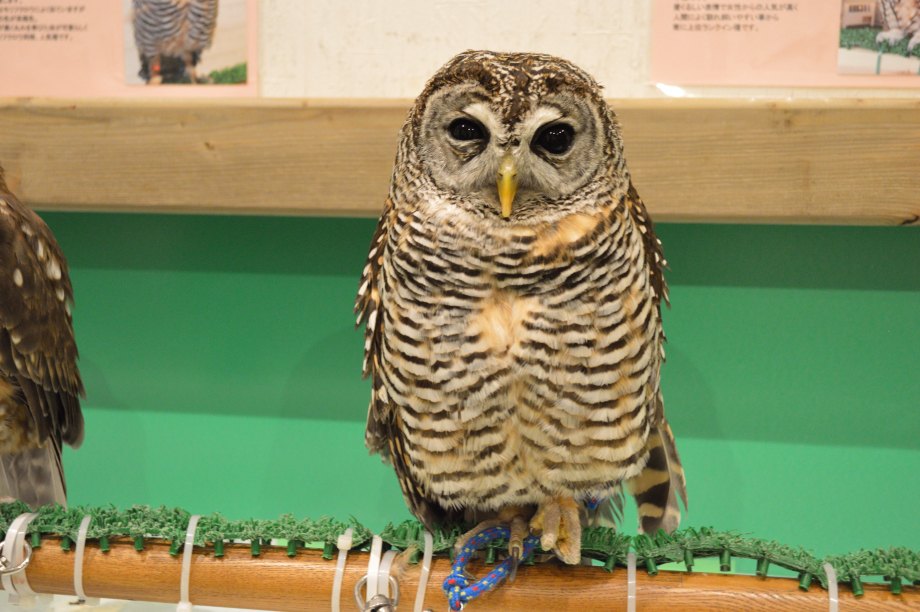 アカアシモリフクロウ