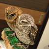 インドコキンメフクロウとスピックスコノハズク