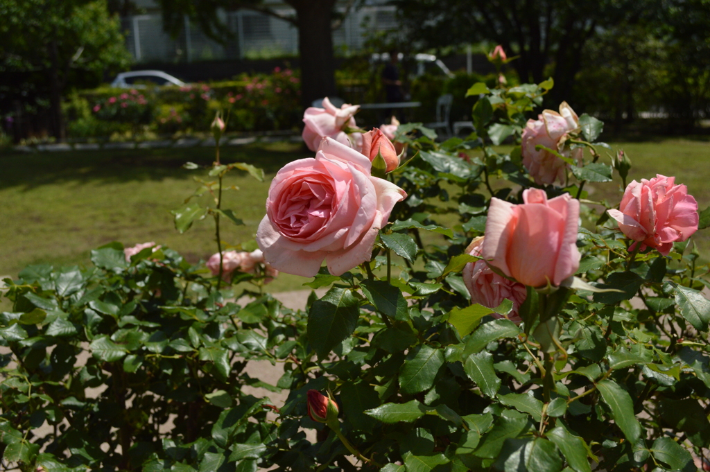 DSC_0482
