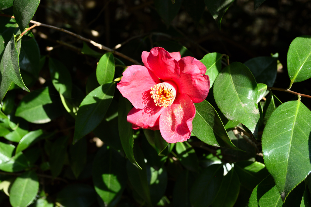 DSC_0177