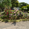 「外交官の家」の庭園？