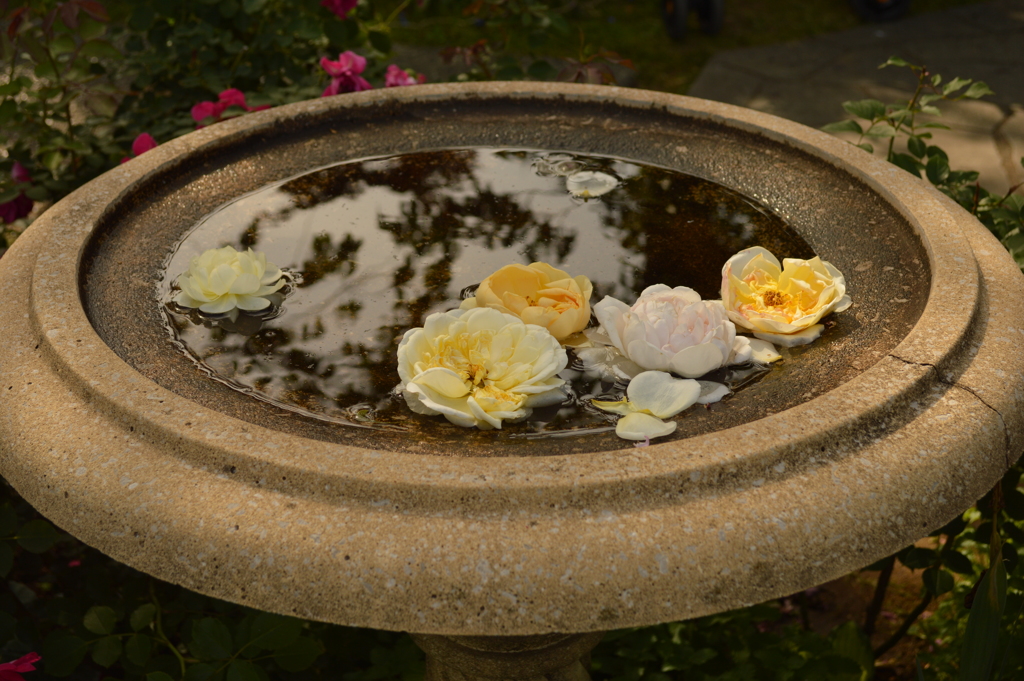 DSC_0631