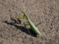 秋のカマキリ