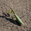 秋のカマキリ