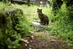 見つめる猫