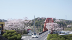 桜がお出迎え