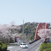 桜がお出迎え