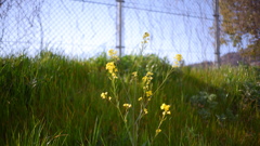 野に咲く花