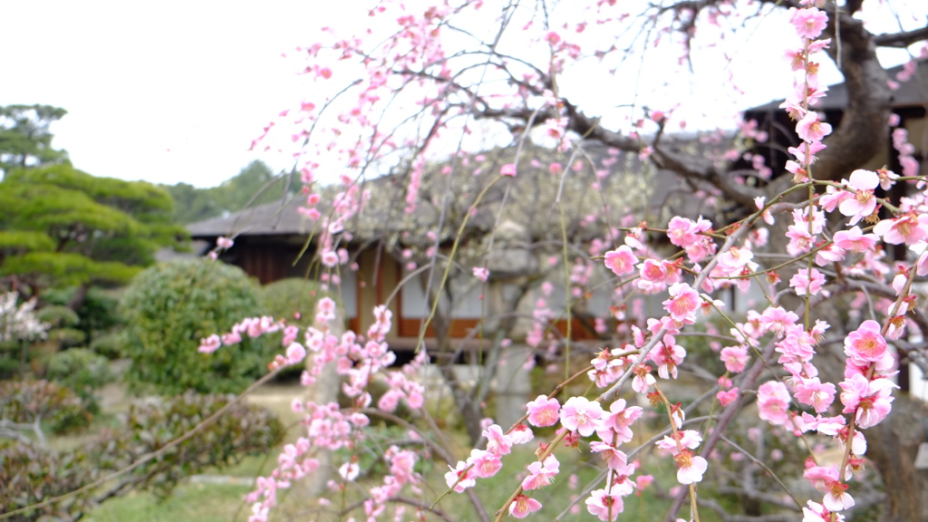 縮景園の梅