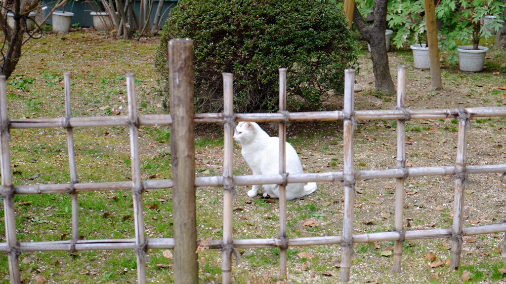 囚われの猫？