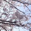 むっちり満開