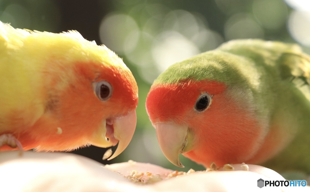コザクラインコ