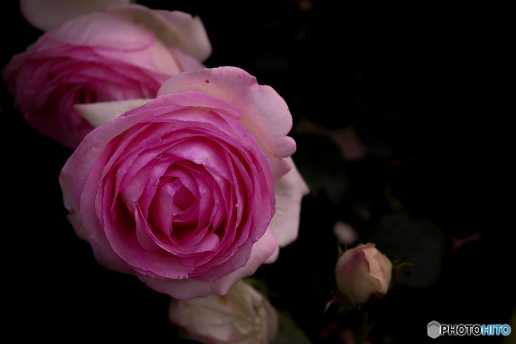 薔薇