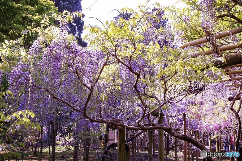 萬葉植物園