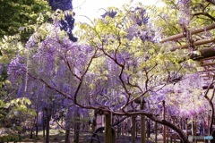 萬葉植物園