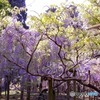 萬葉植物園