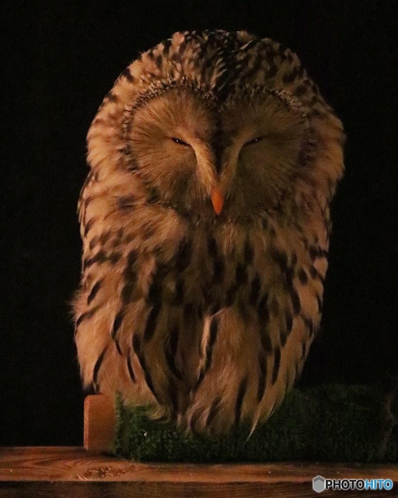 ウラルフクロウ