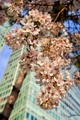 汝矣島　桜