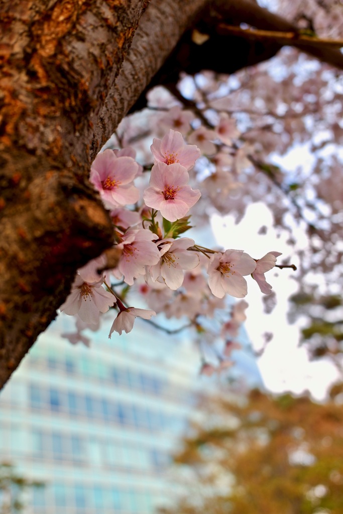 汝矣島　桜