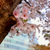 汝矣島　桜