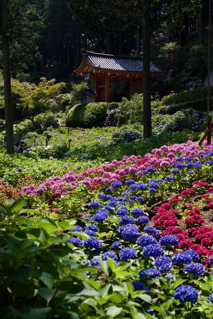 三室戸寺