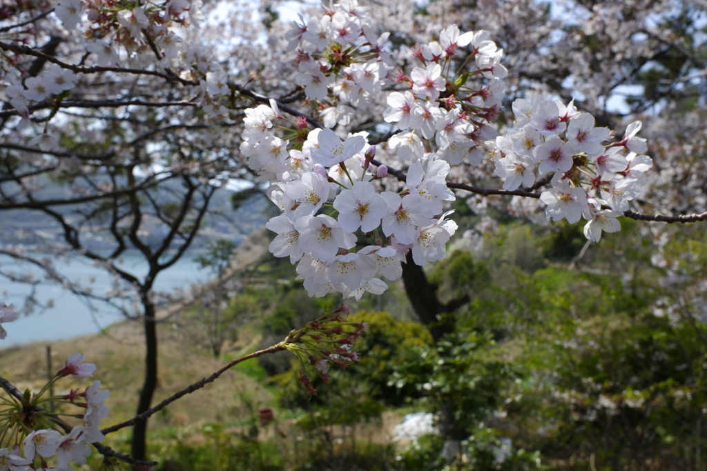 麗水