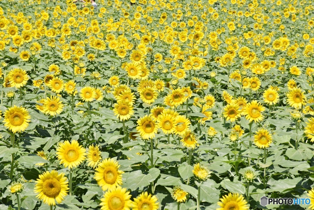 夏らしく・・・
