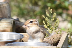 これがウマいんだよ