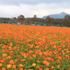 たまたま目にしたお花畑