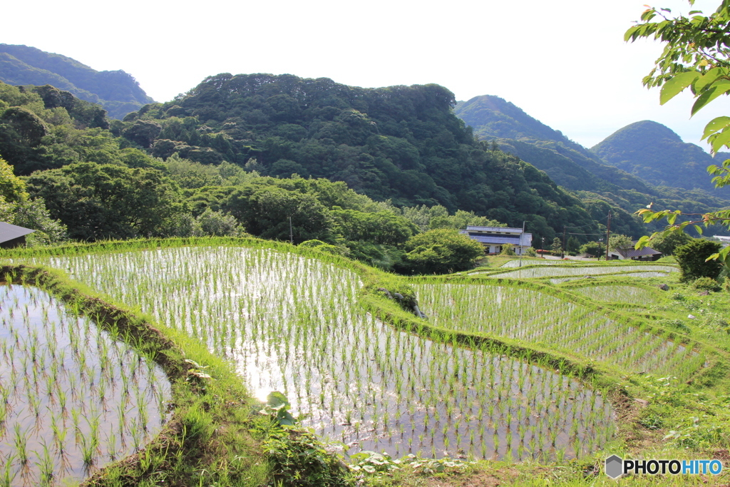 初めて見た棚田