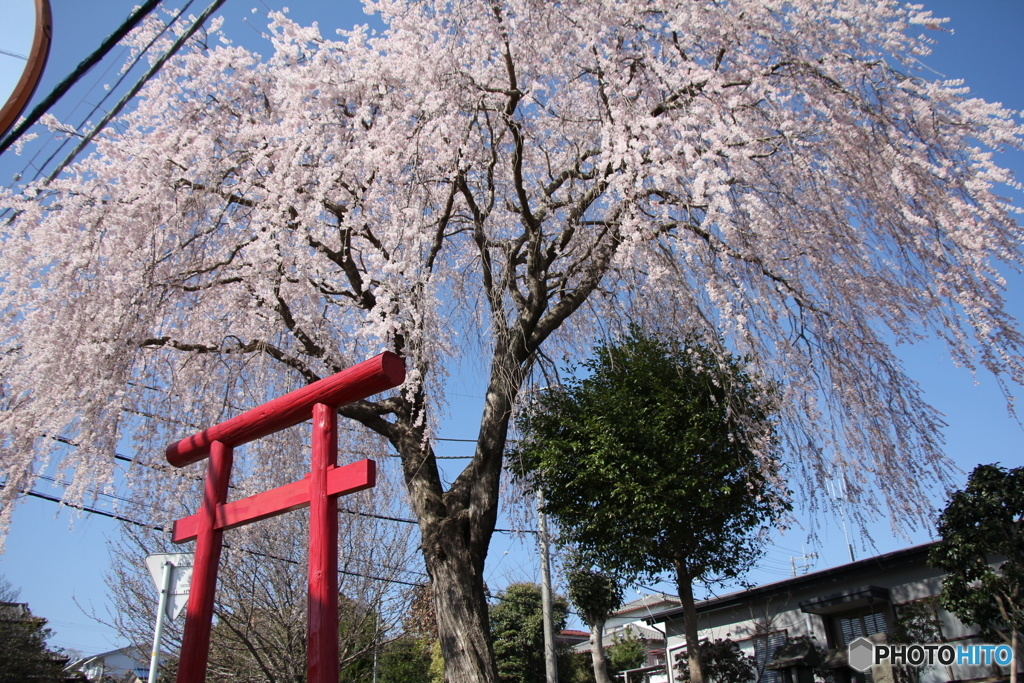 山の神様の枝垂れ桜